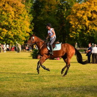 Spectacol ecvestru de top pentru 12.000 de spectatori la Karpatia Horse Show