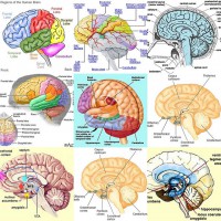 Cinci mituri despre creier