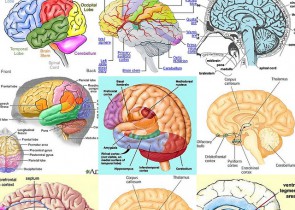 mituri despre creier